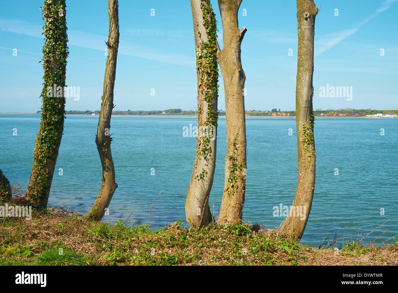 Bäume mit Blick auf Menai Straits aus Wales Küstenweg Stockfoto