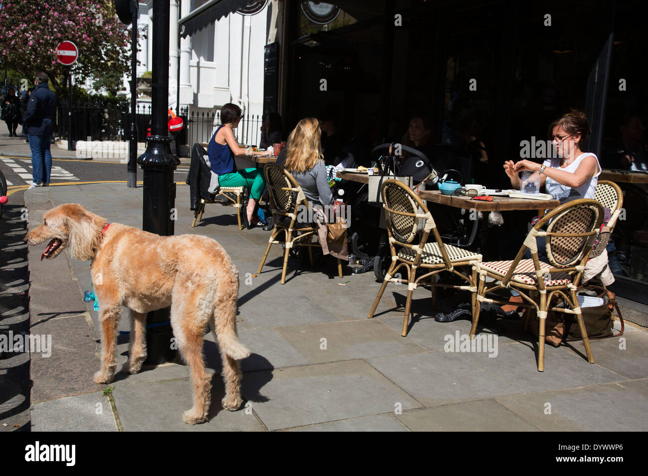 Hund wartet draußen ein Café in Kensington. London, UK. Stockfoto