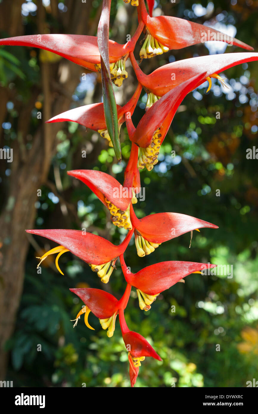 Heliconia Blumen in Kandy Botanical Gardens, Sri Lanka Stockfoto