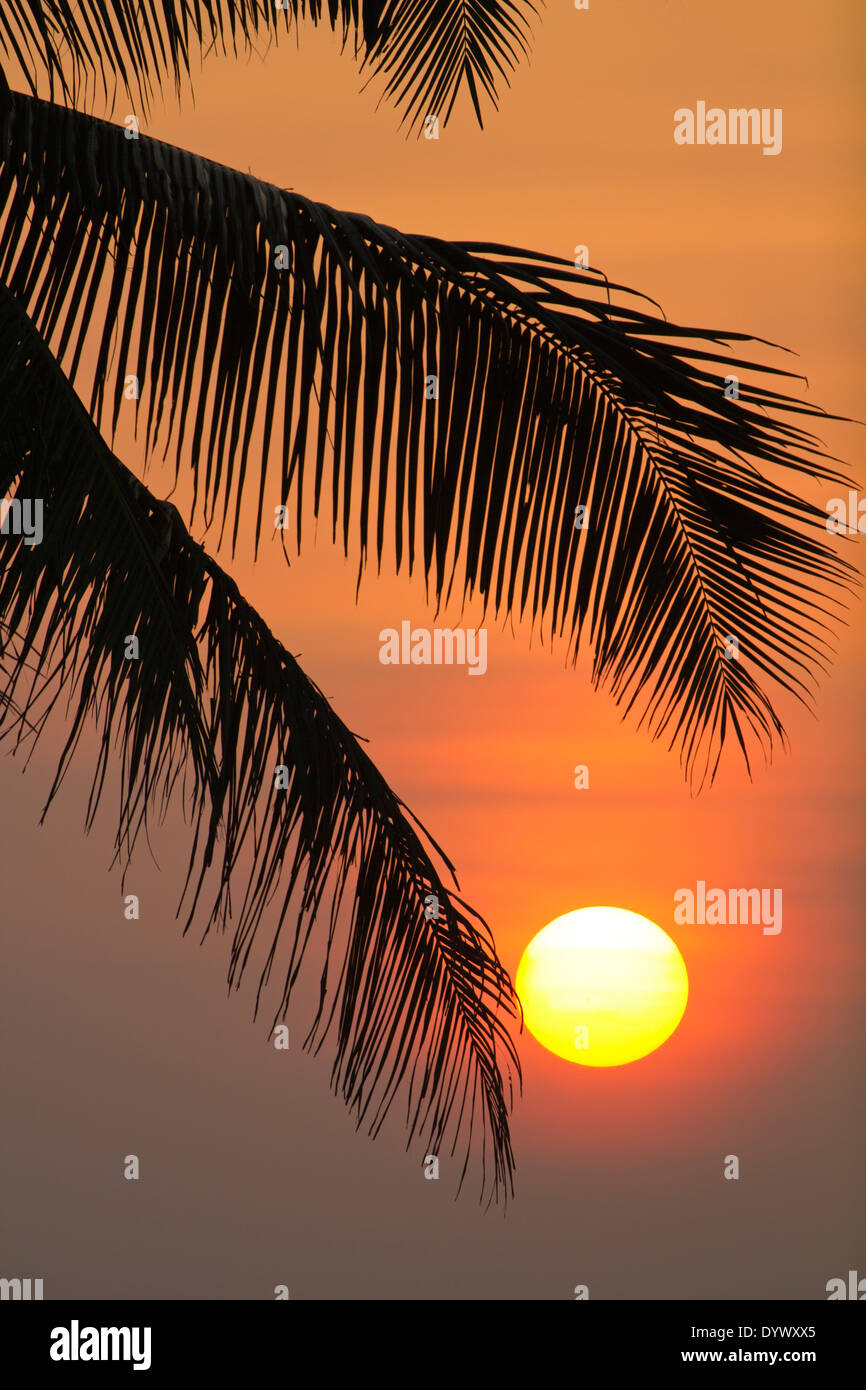 Sonnenuntergang über den Palmen an der Wadduwa Hotel, Sri Lanka 3 Stockfoto