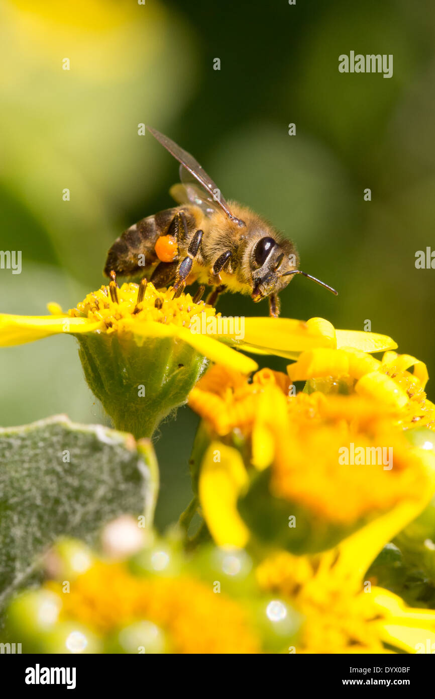 Biene mit voller Pollen Sacs auf Gelbes Gänseblümchen Blume geschossen von unten Stockfoto