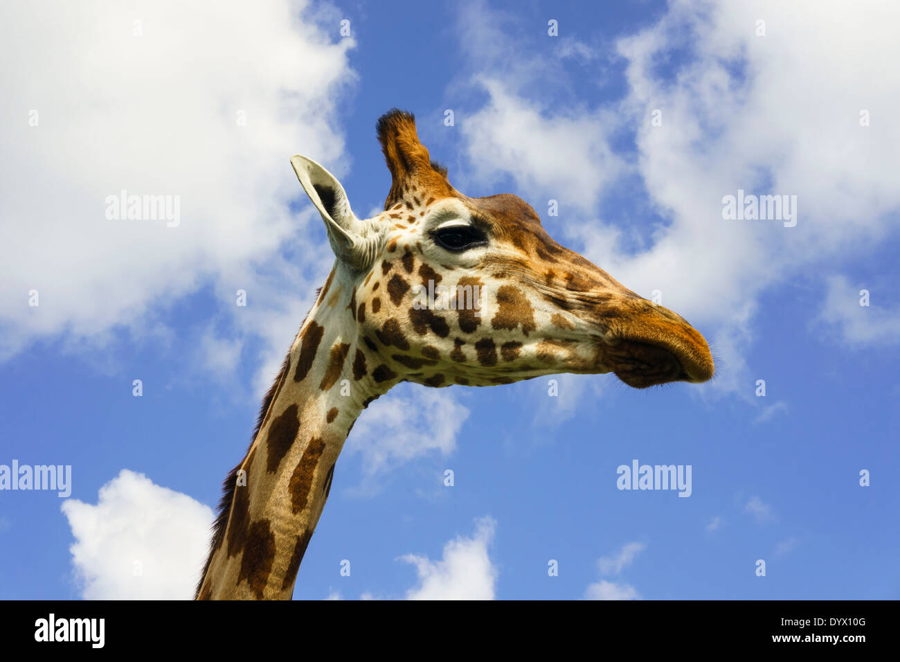 Männliche Giraffen Giraffe Kopf und Hals in Seite anzeigen vor blauem Himmel Stockfoto