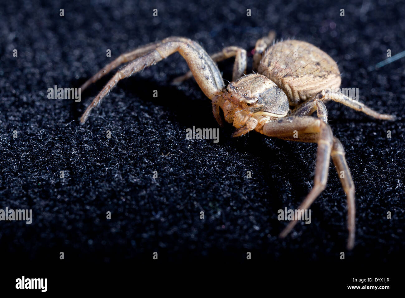 Makro eine braune Spinne auf schwarzem Samt Stockfoto