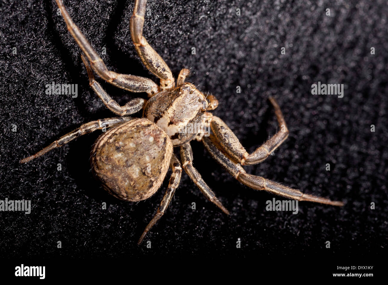 Makro eine braune Spinne auf schwarzem Samt Stockfoto