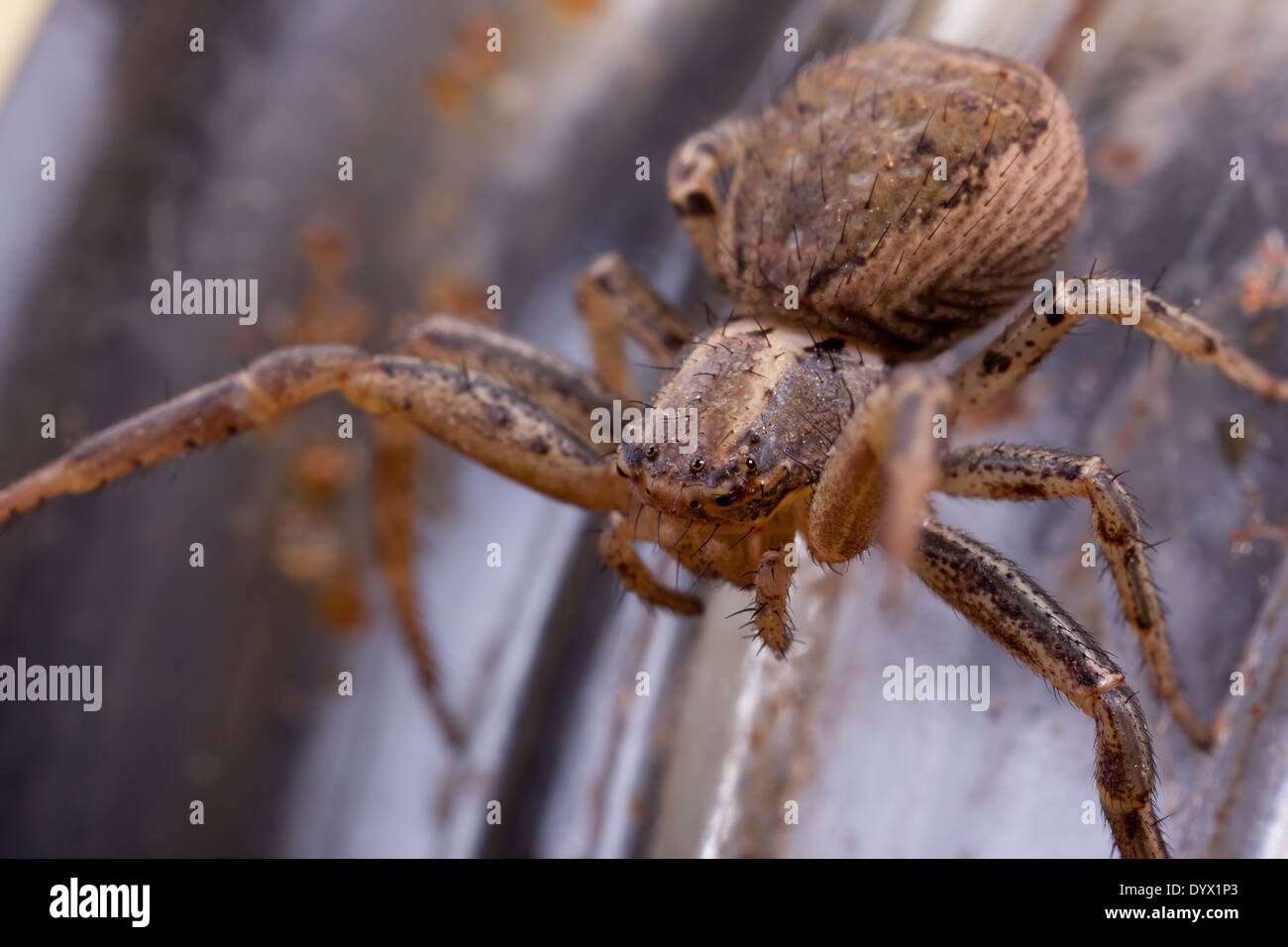 Makro eine braune Spinne Stockfoto