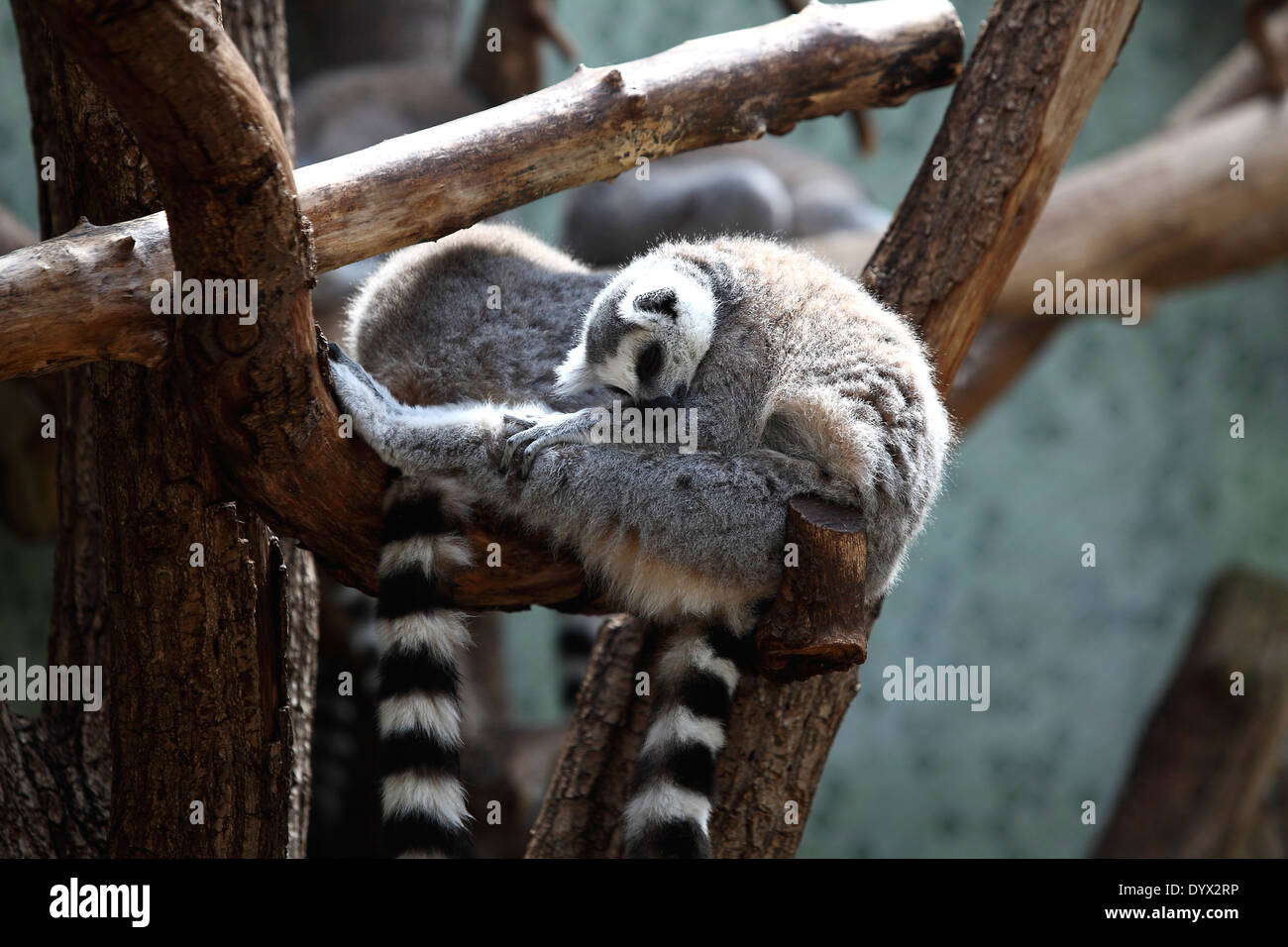 Schlafende Katta an einem Baum im zoo Stockfoto