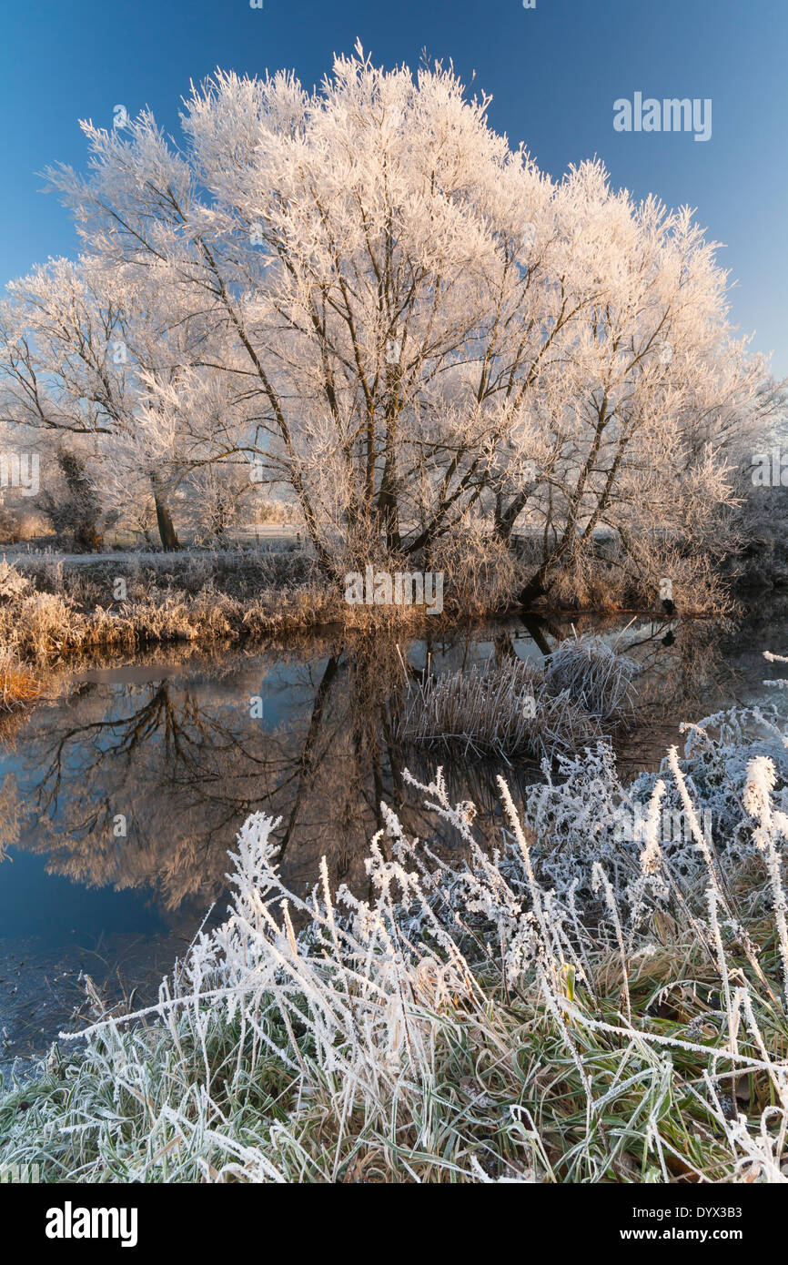 Raureif auf am Flussufer Gehölzvegetation mit Spiegelbild im Fluss Stockfoto