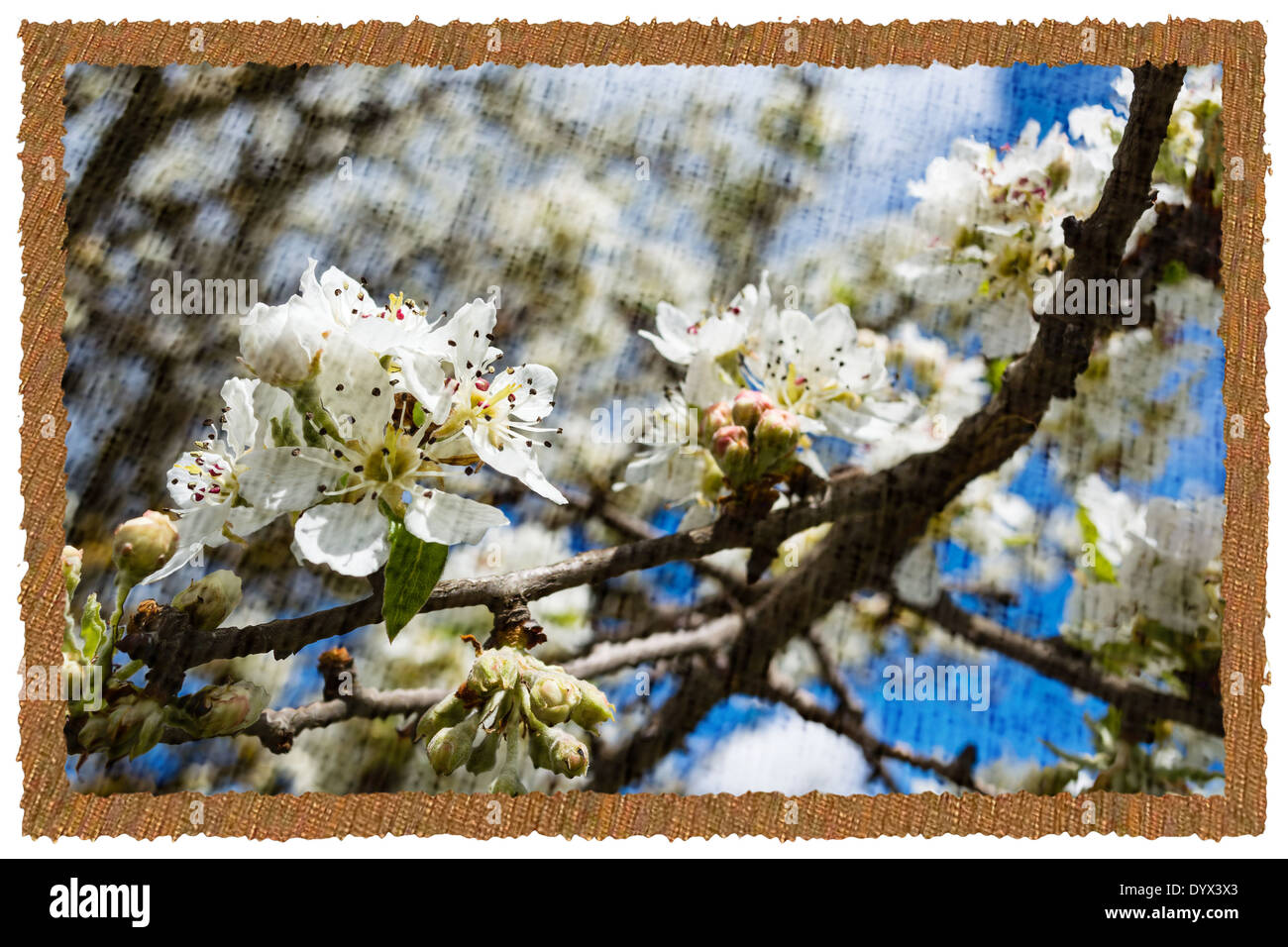 Flower Vintage Photo-retro-Stil auf Leinwand Hintergrund Stockfoto