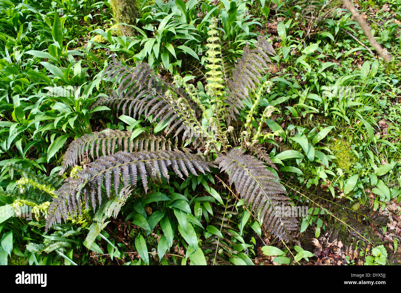 Wurmfarn, Dryopteris Filix-mas Stockfoto