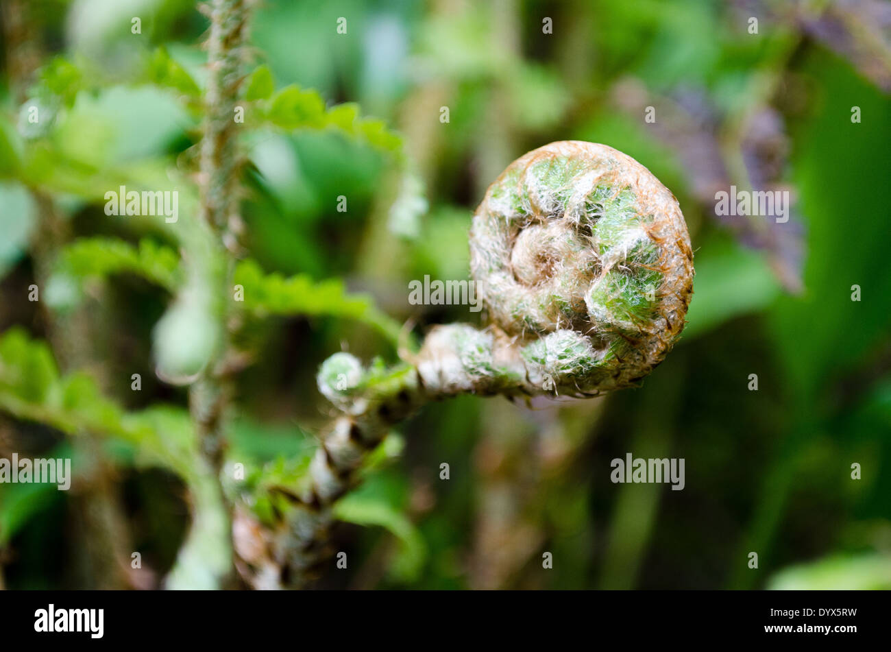 Keimhaft Wedel der Wurmfarn, Dryopteris Filix-mas Stockfoto