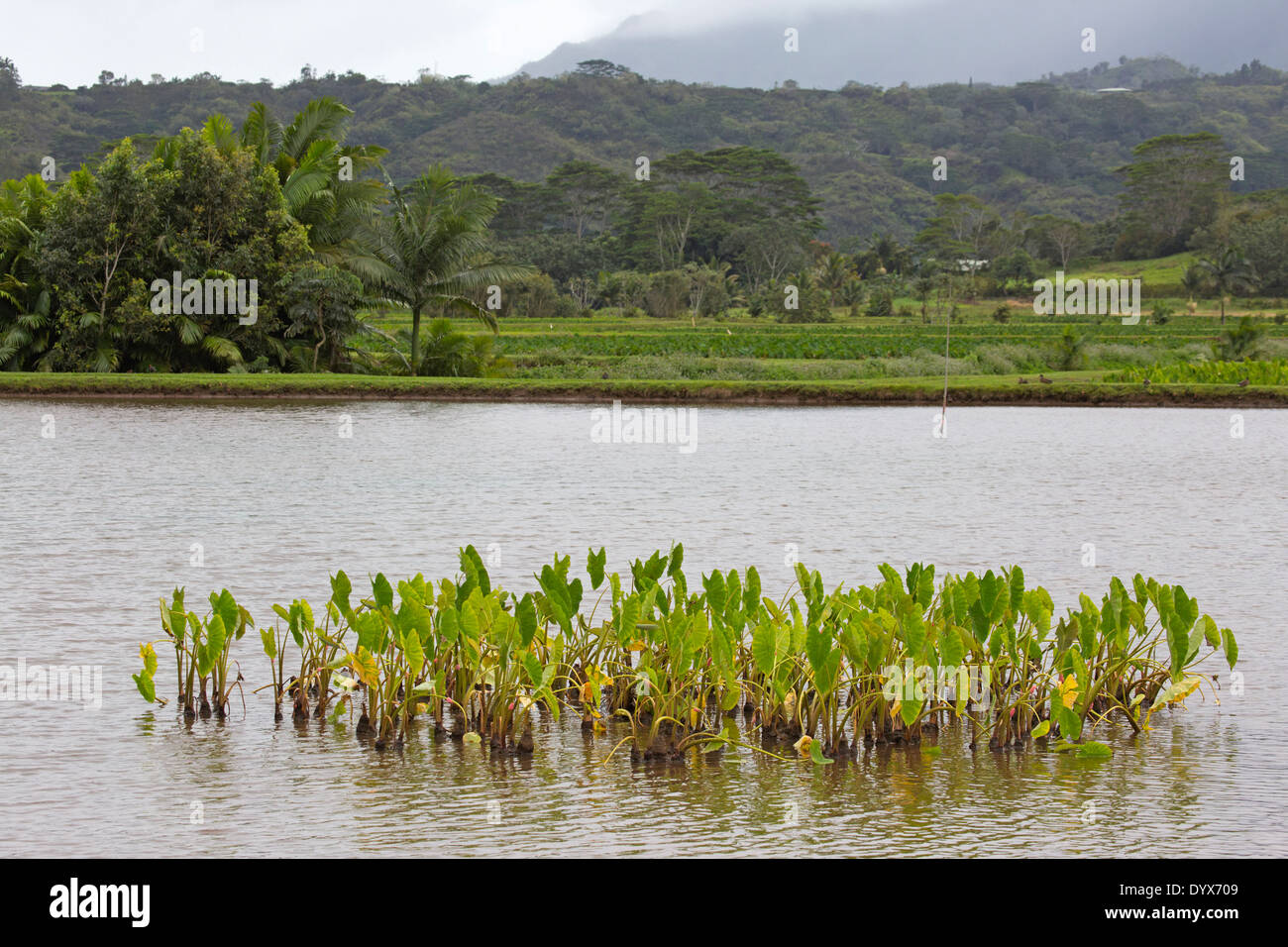 Fleck von reifen Taro in einem Teich, der während der Ernte unberührt gelassen wurde, um das Hawaiianische Gallinule-Nest zu schützen Stockfoto