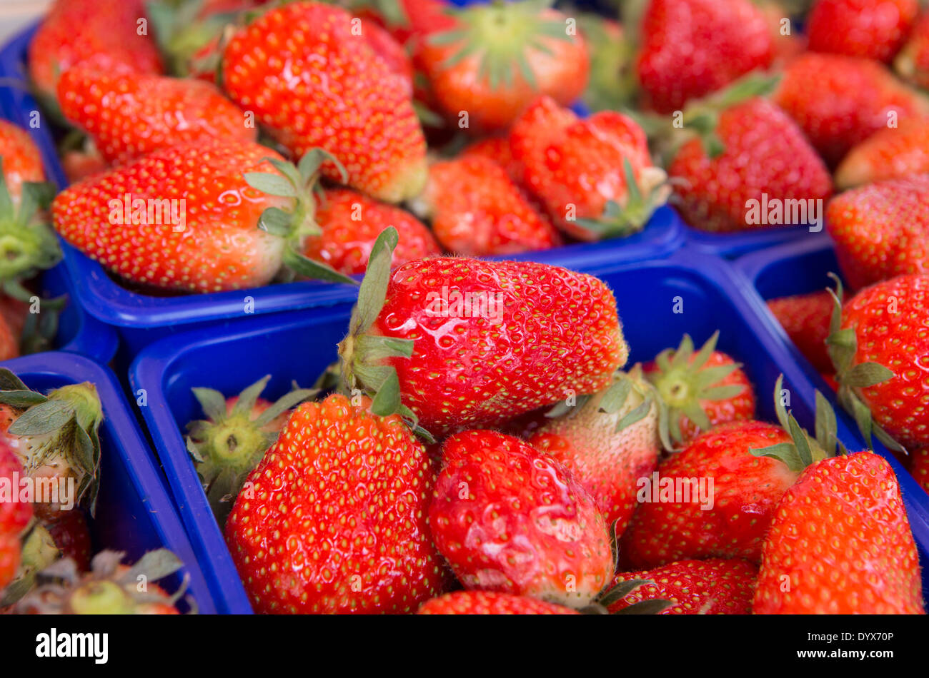 frische Erdbeeren auf dem Markt Stockfoto