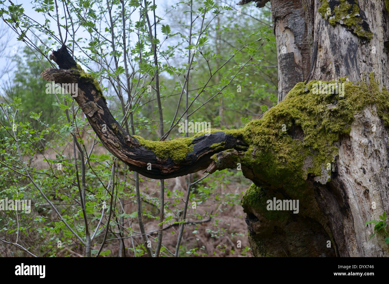 Elefant-Baum im Balloch Park, Loch Lomond, Schottland. Auf einem Spaziergang durch den Park Balloch stieß ich auf diese. Elefantenrüssel Stockfoto