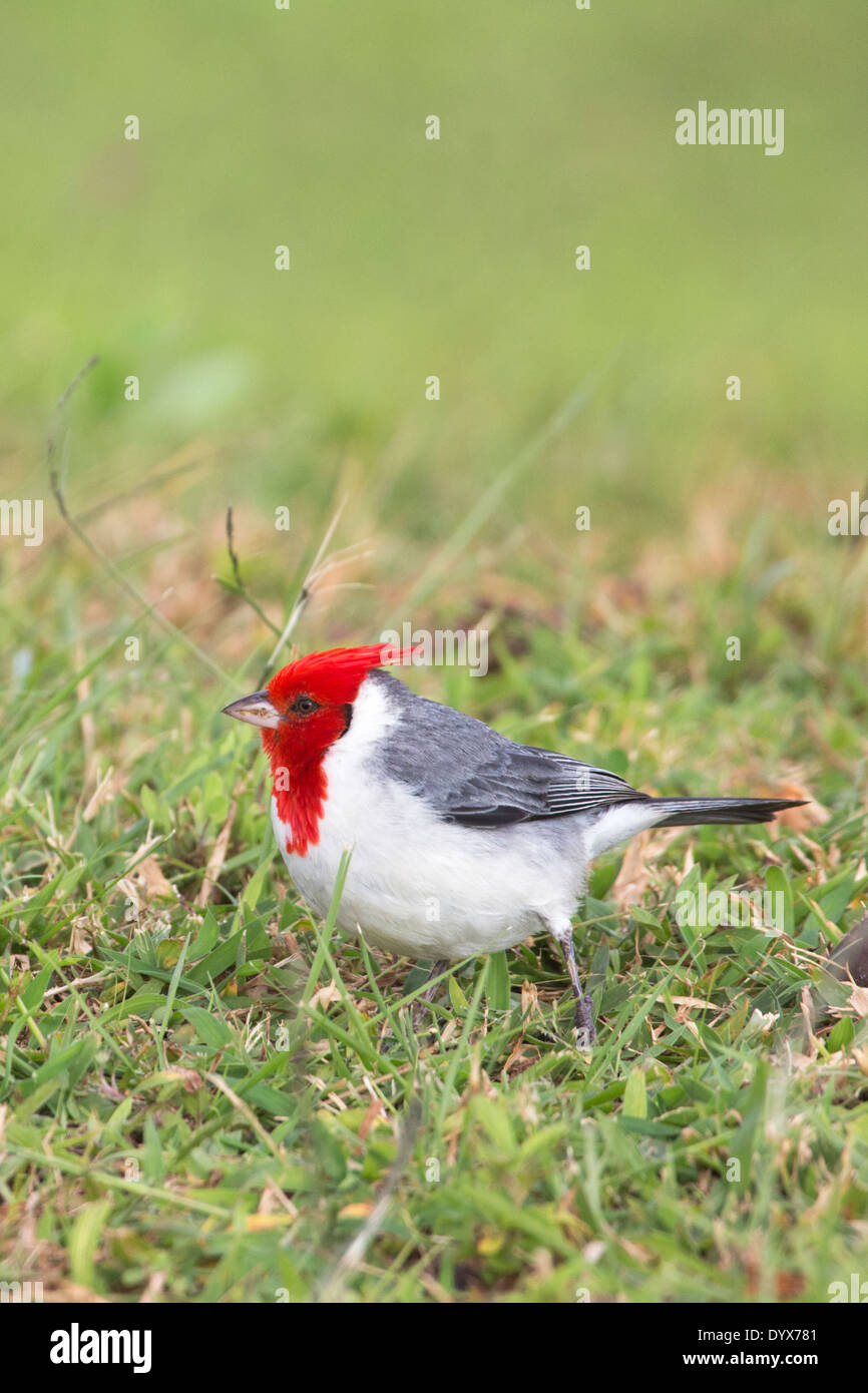 Rot Crested Kardinal (Paroaria Coronata), eine eingeführten Arten Stockfoto