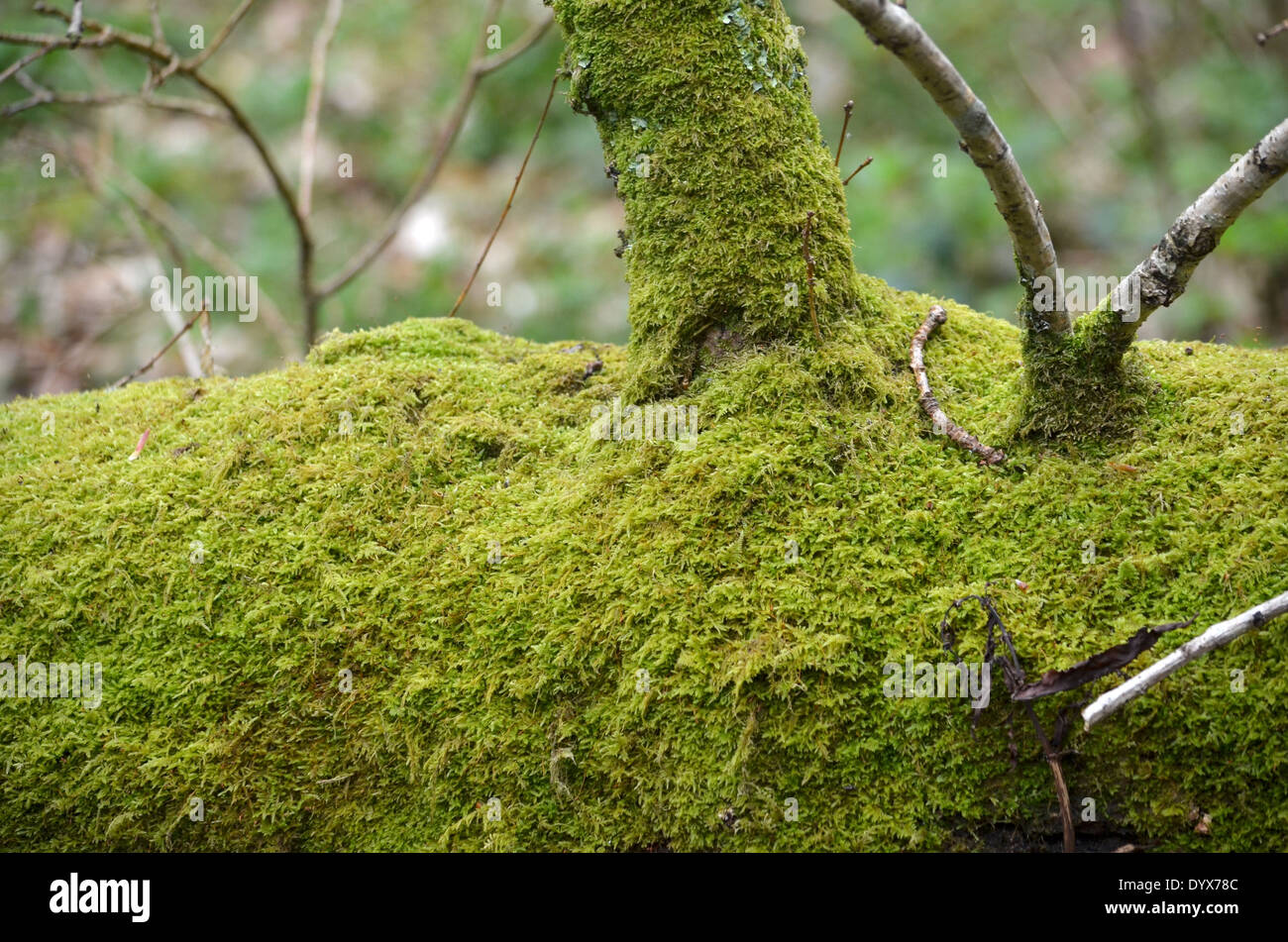 Moos auf einem gefallenen Baumstamm in Balloch Park Stockfoto