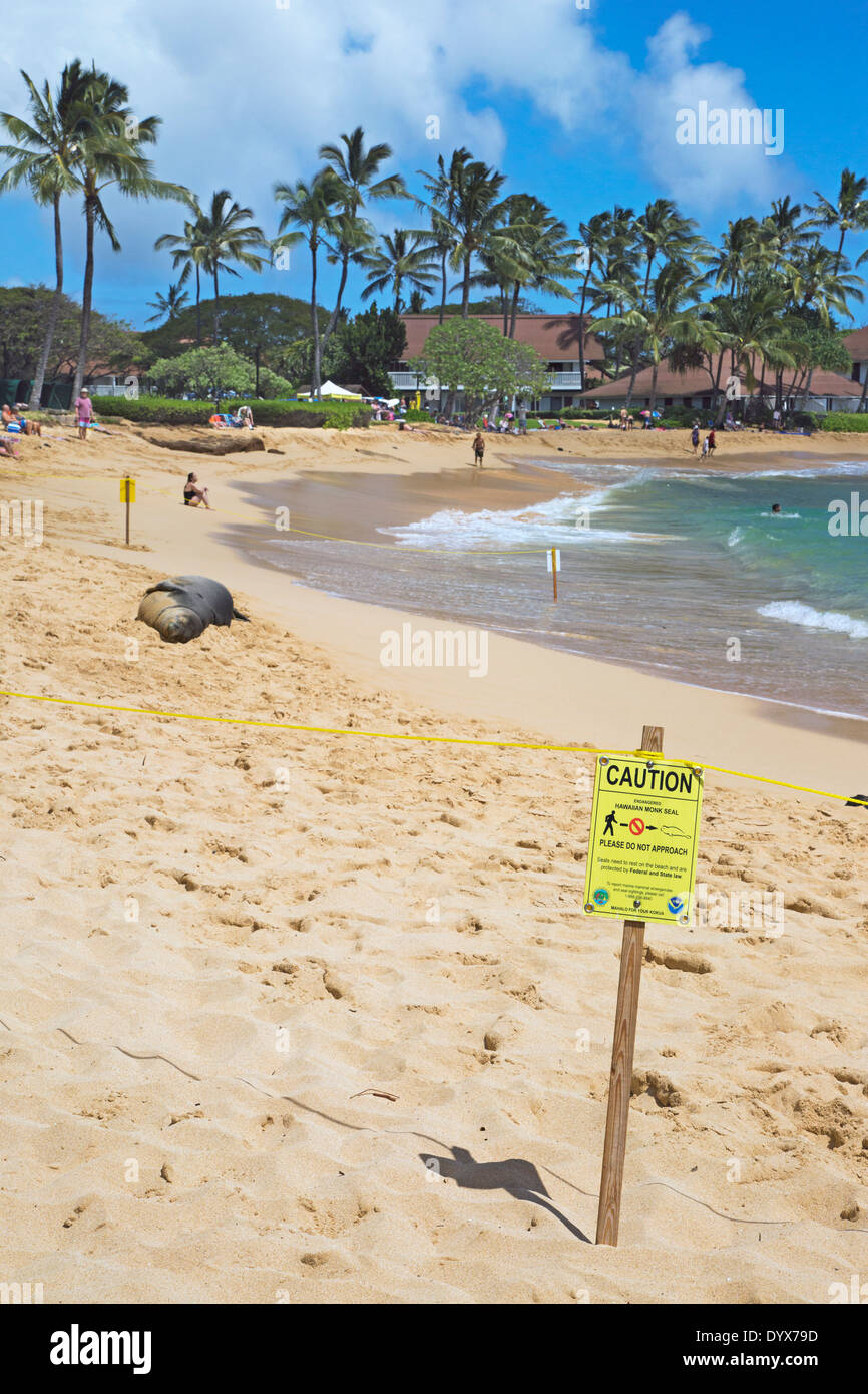 Schwangere hawaiianische Mönchsrobbe, die am Poipu Beach ruht. Die Anlage ist vorübergehend ausgeschildert und vom Hotelpersonal abgefahren, wenn die Robbe an Land kam Stockfoto
