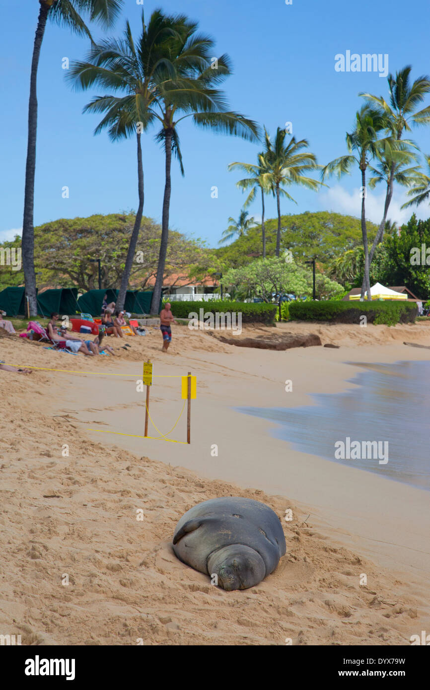 Schwangere hawaiianische Mönchsrobbe, die am Poipu Beach ruht. Die Anlage ist vorübergehend ausgeschildert und vom Hotelpersonal abgefahren, wenn die Robbe an Land kam Stockfoto