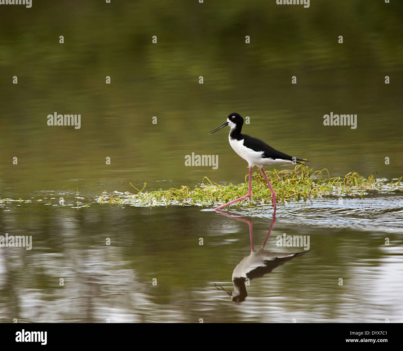 Hawaiian Stilt (Himantopus mexicanus knudseni), eine hawaiianische Unterart des Schwarzhalsstieles in einem Teich auf Kauai, Hawaii Stockfoto