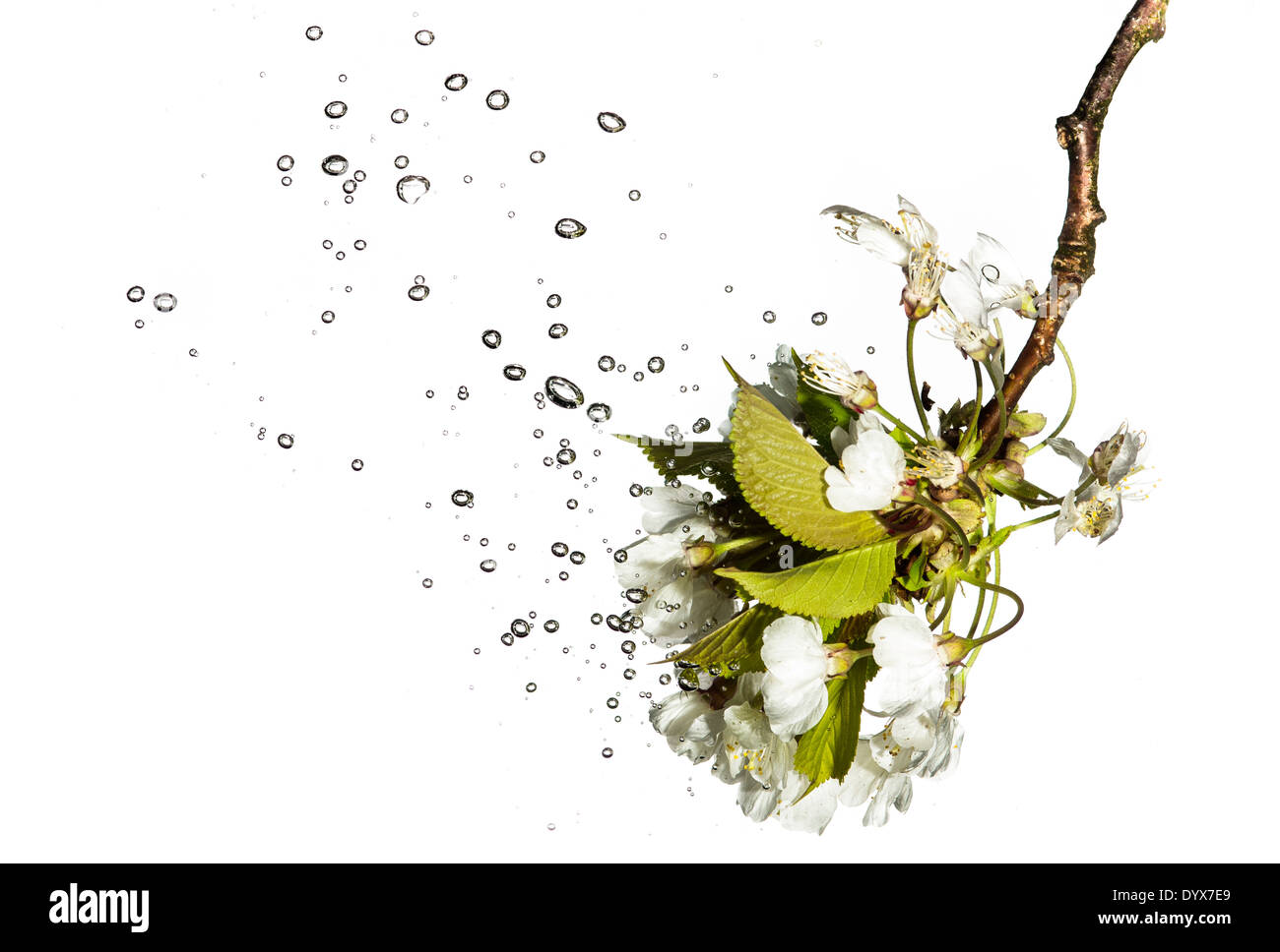 Baum Blüte Unterwasser verursacht Bläschen Stockfoto