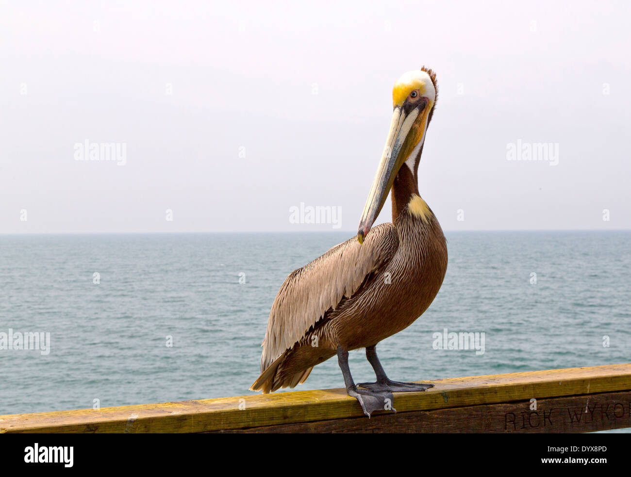 Ein braunen Pelikan auf einem Pier in Südkalifornien Stockfoto