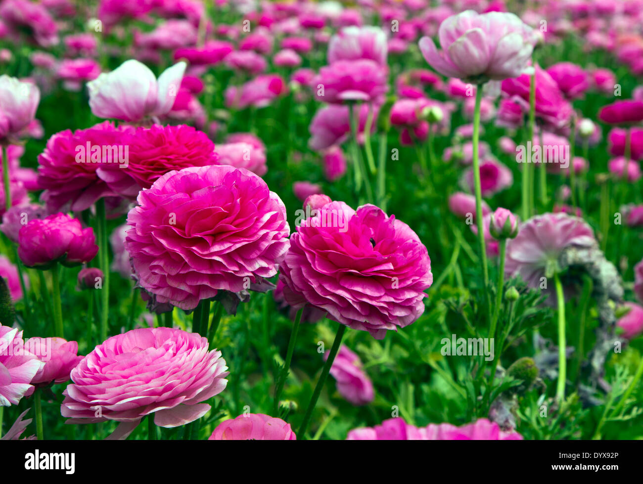 Rosa Ranunkeln Blumen in einem Feld Stockfoto