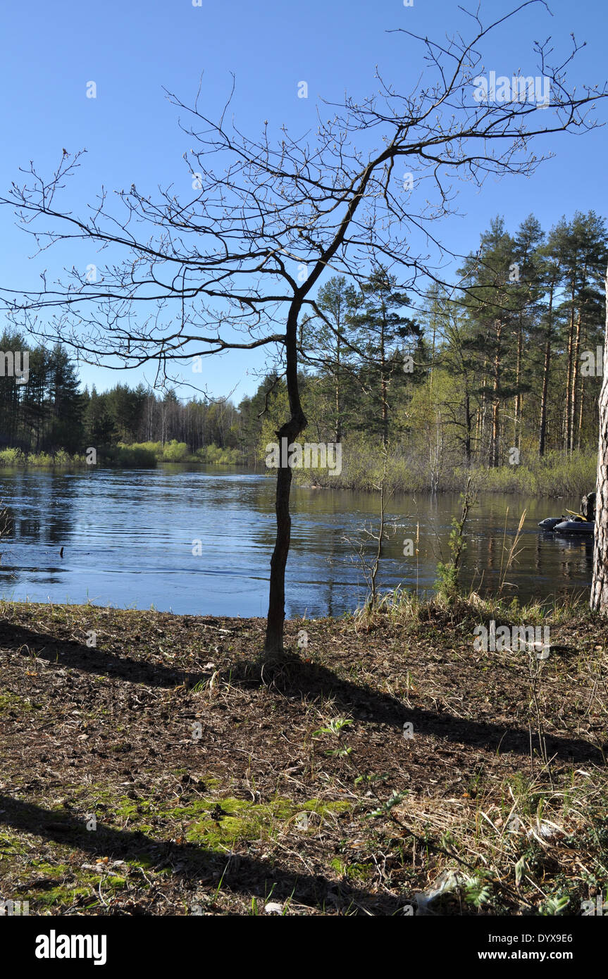 Landschaften und Details der Natur im Wald am Fluss Bank Anfang Mai. Russland, der Nationalpark "Meschtscherski. Stockfoto