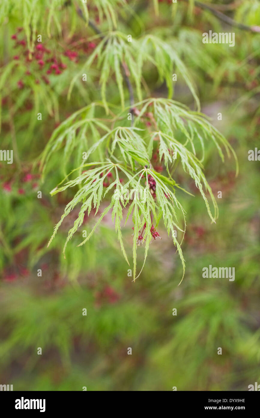 Acer Palmatum var. Dissectum Viride Gruppe. Schnitt-leaved japanischen Ahorn-Blatt-Muster. Stockfoto