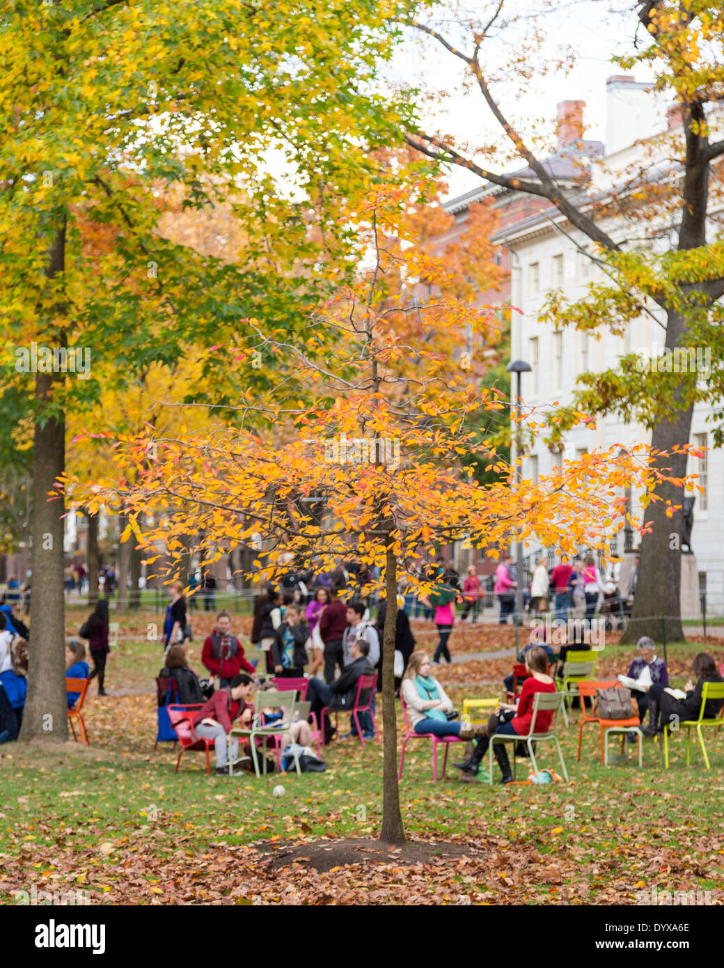 Harvard Yard, altes Herz des Campus der Harvard Universität, an einem schönen Herbsttag in Cambridge, MA, USA am 2. November 2013. Stockfoto