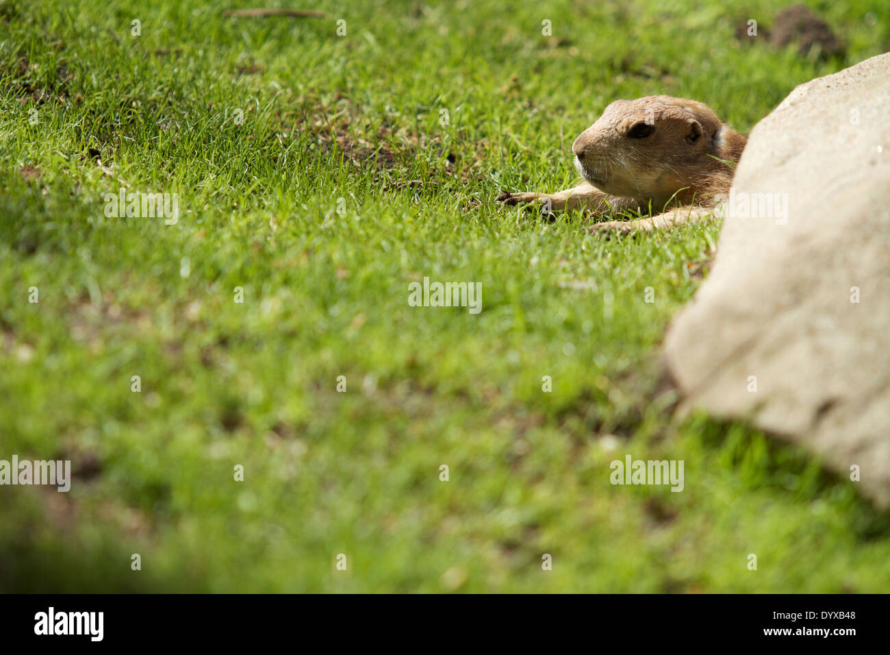 Kleine Säuger Stockfoto