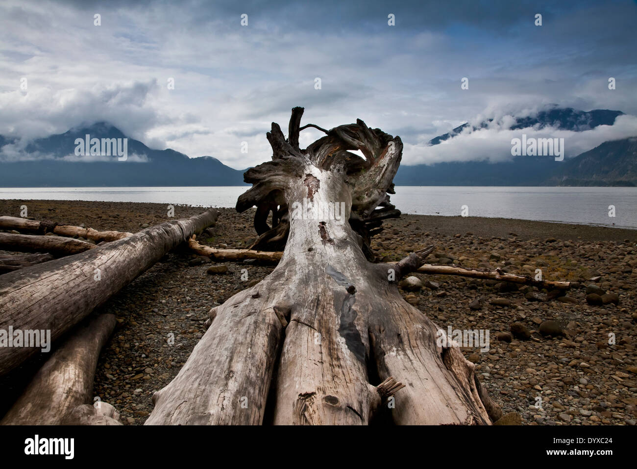 Blick auf Treibholz Bäume auf einem Kiesstrand in einer ruhigen Bucht, umgeben von nebligen Bergen Stockfoto