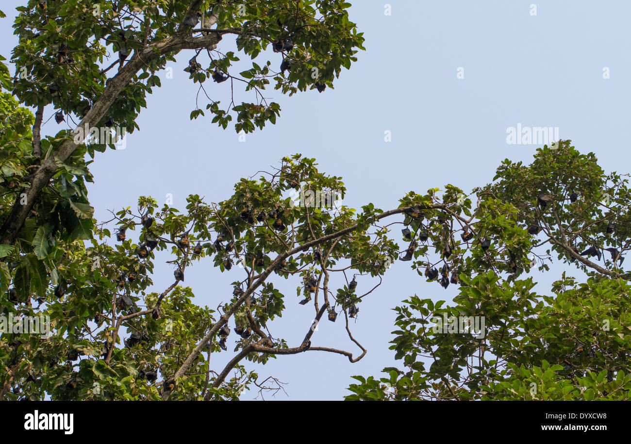 Flughunde in den Bäumen über die königlichen Gärten, Siem Reap, Kambodscha Stockfoto