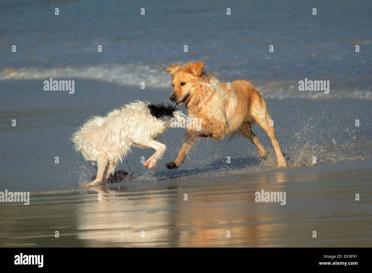 Zwei Hund laufen und spielen am Strand Stockfoto