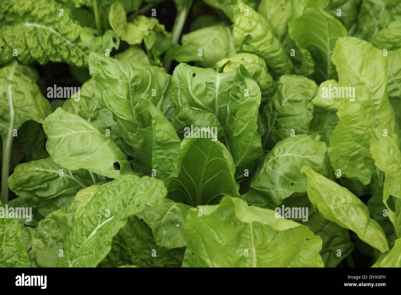 Beta Vulgaris "Lucullus" Mangold Nahaufnahme der Blätter Stockfoto