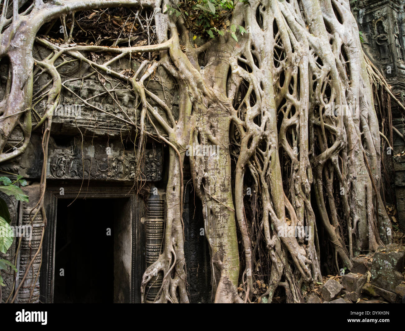 Ta Prohm Tempelruine im Wald. Siem Reap, Kambodscha - Baumwurzel aus Seide – Cotton Tree oder Thitpok - Lage von Tomb Raider Stockfoto