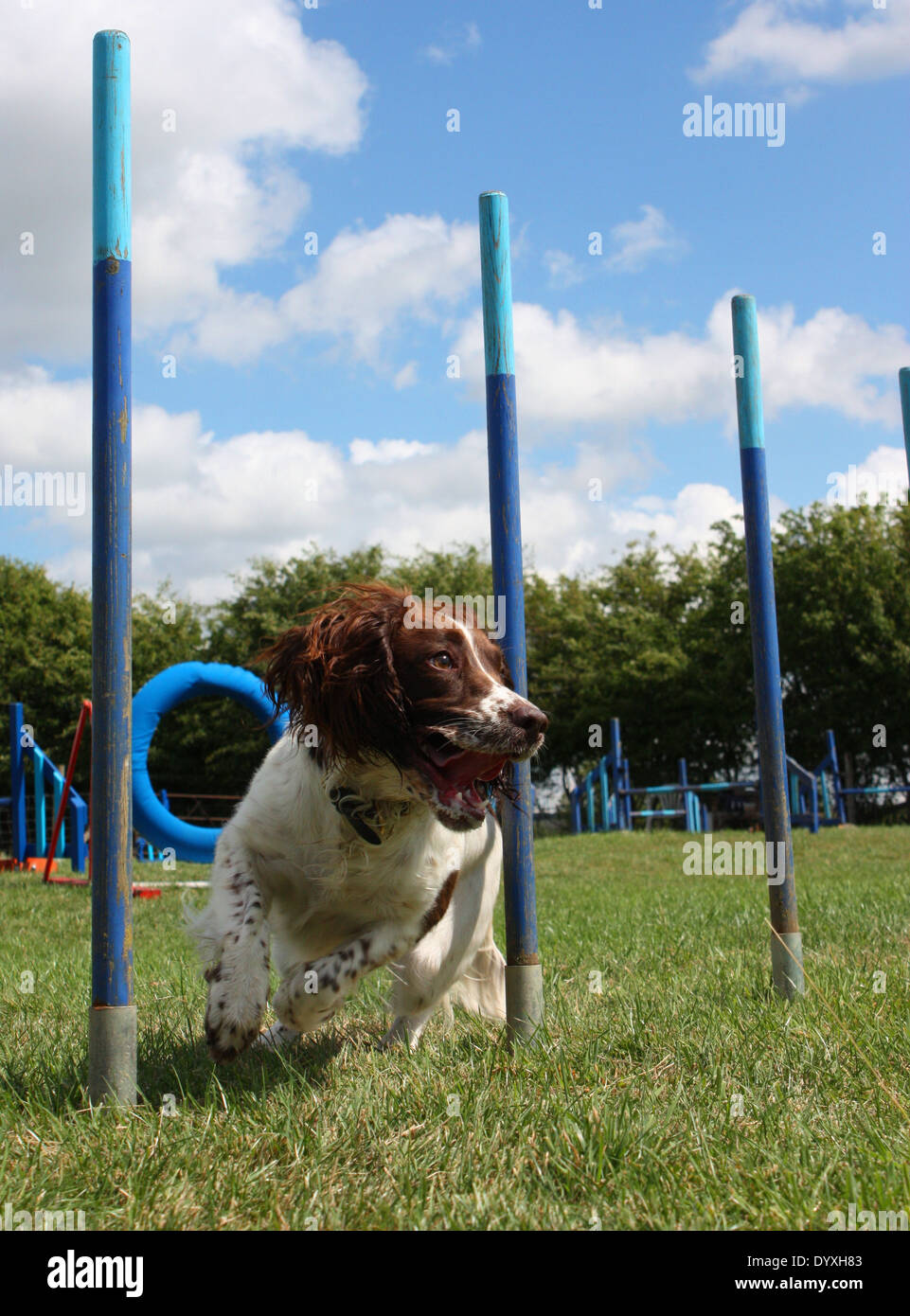 Arbeiten Typ Leber und weiß Englisch Springer Spaniel weben durch Agilität Pole Stockfoto