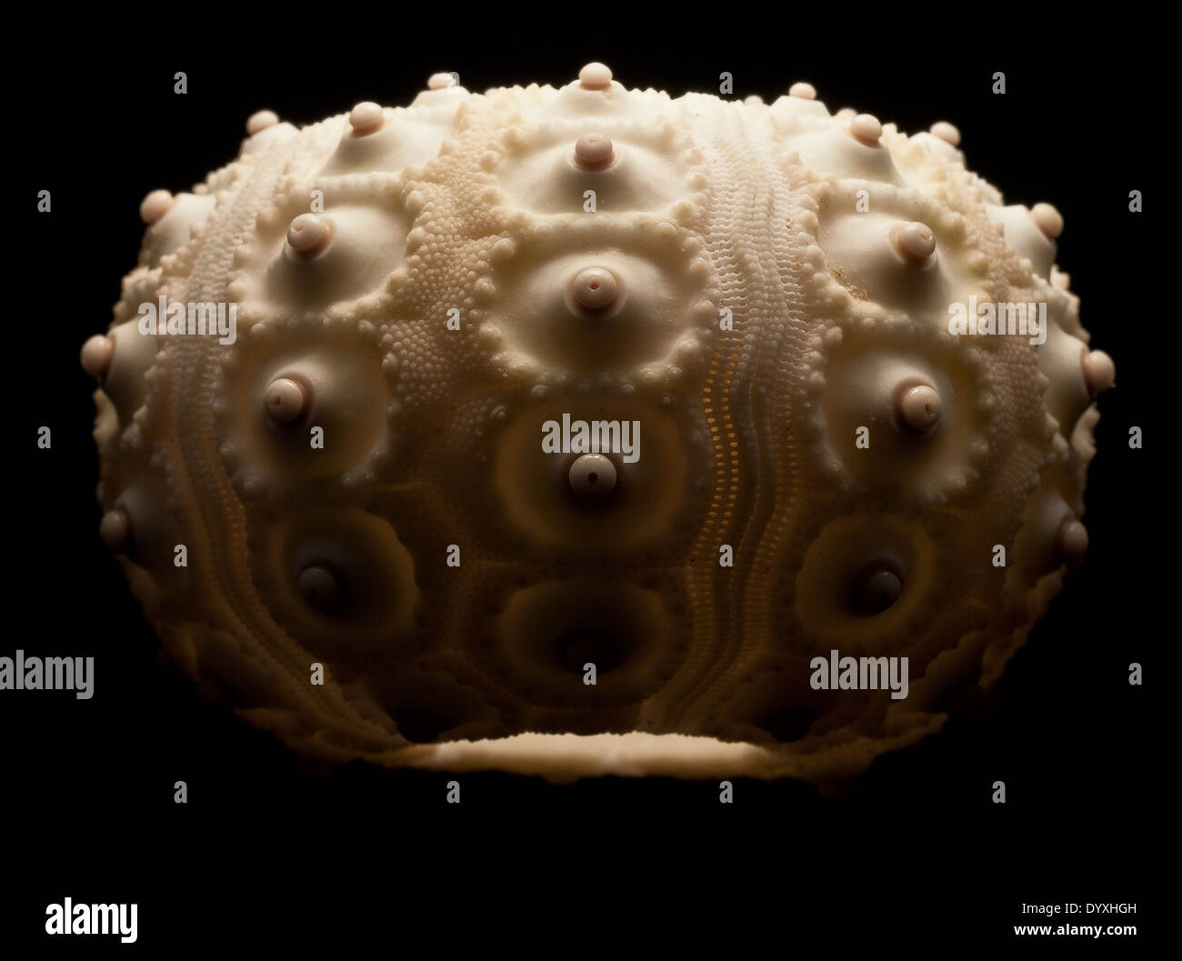 Ozean Bleistift Urchin Pflanzen Seeigel Schale Muscheln surreal Stockfoto