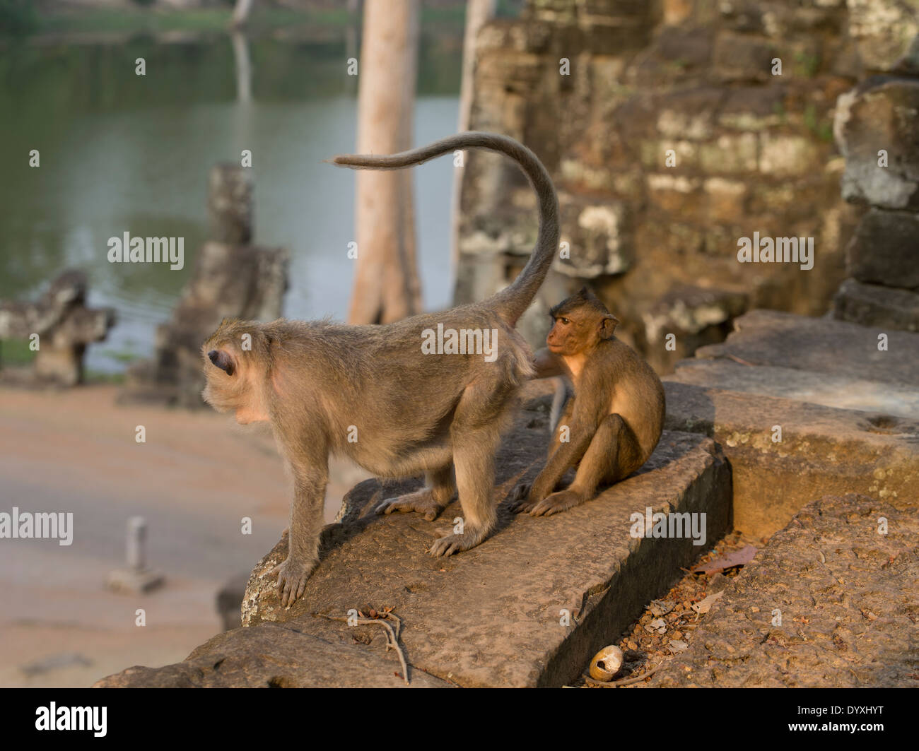 Makaken am Südtor von Angkor Thom, Siem Reap, Kambodscha Stockfoto