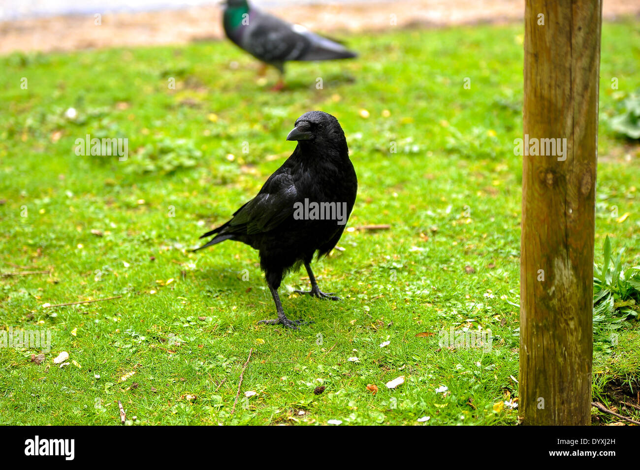 London, UK. 26. April 2014. Menschen genießen Sie ein sonniges Wochenende in London, einen Spaziergang im Park und Blick auf die Tiere im St. James Park, London, UK, 26. April 2014 Credit: Giulia Fiori/Alamy Live News Stockfoto