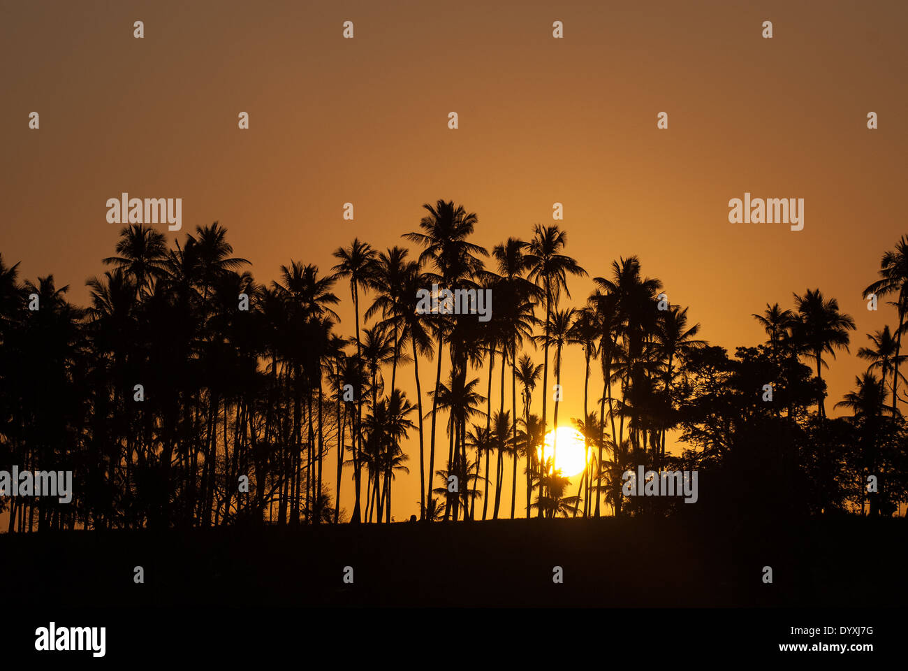 Nordosten Brasiliens. Goldener Sonnenuntergang hinter Palmen. Stockfoto