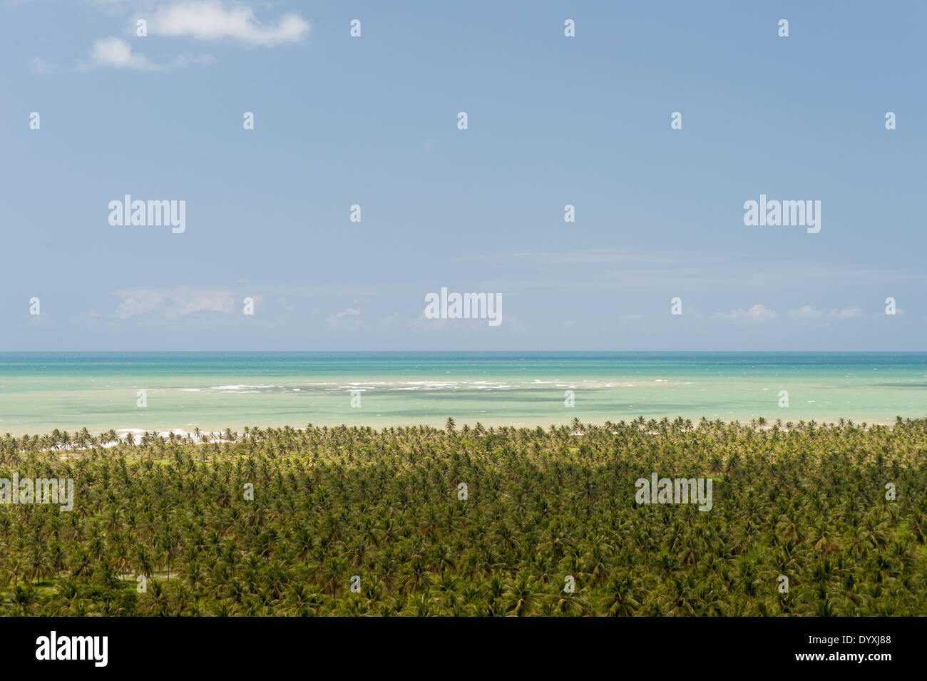Bundesstaat Alagoas, Brasilien. Mirante da Praia Gunga. Kommerzielle Kokospalme Plantagen mit Meerblick, hoch. Stockfoto