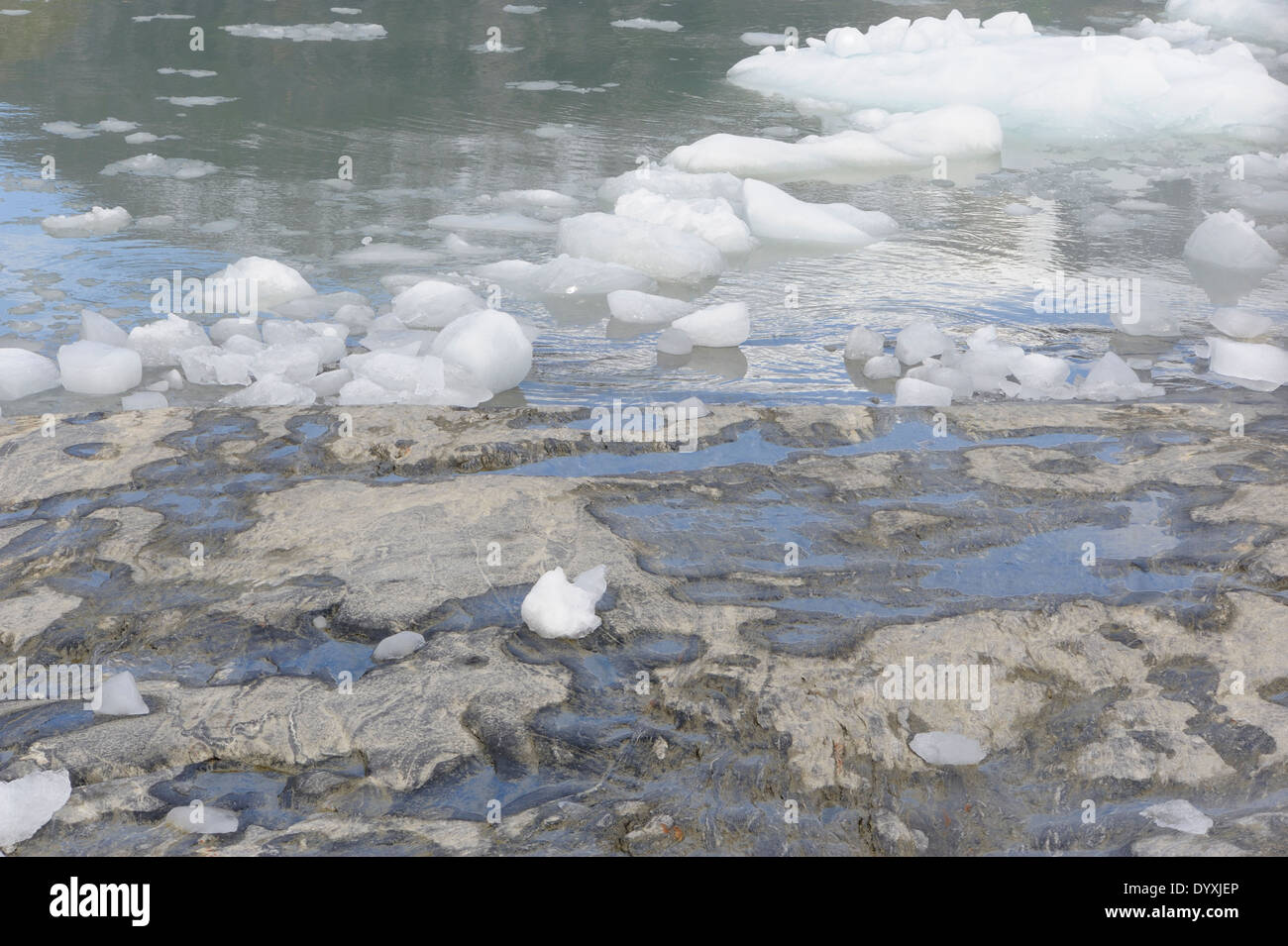 Eis von Pia Gletscher schwimmt im Garibaldi Fjord aus die Straße von Magellan. Clacier geglättet Rock steht im Vordergrund. Stockfoto