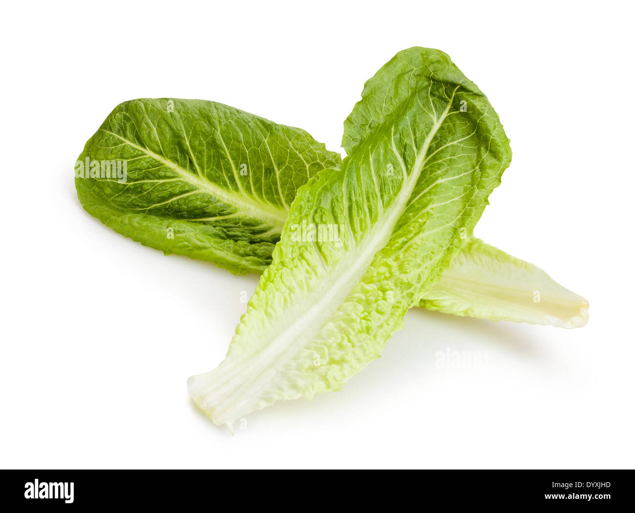 Römersalat, isoliert Stockfoto