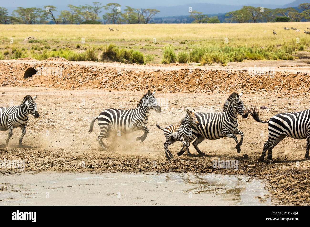 Zebras im Wasserloch Schlamm, Serengeti Nationalpark, Tansania Stockfoto