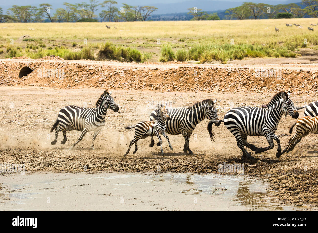 Zebras im Wasserloch Schlamm, Serengeti Nationalpark, Tansania Stockfoto