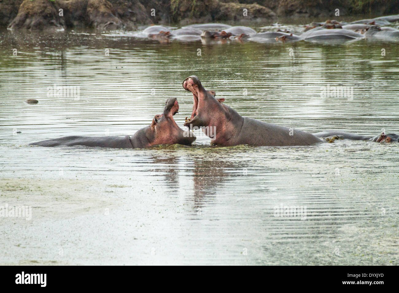 Flusspferde in einem Teich, 2 Männchen mit weit geöffneten Rachen, fotografiert im Serengeti Nationalpark, Tansania Stockfoto