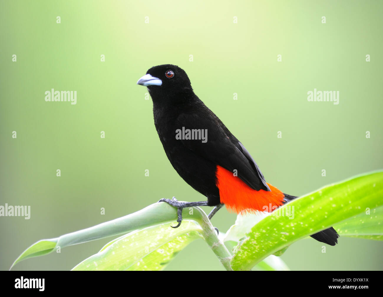 Männliche Cherrie Tanager (Ramphocelus Costaricensis).  Casona Rio Fortuna, La Fortuna de San Carlos, Nationalpark Vulkan Arenal Stockfoto