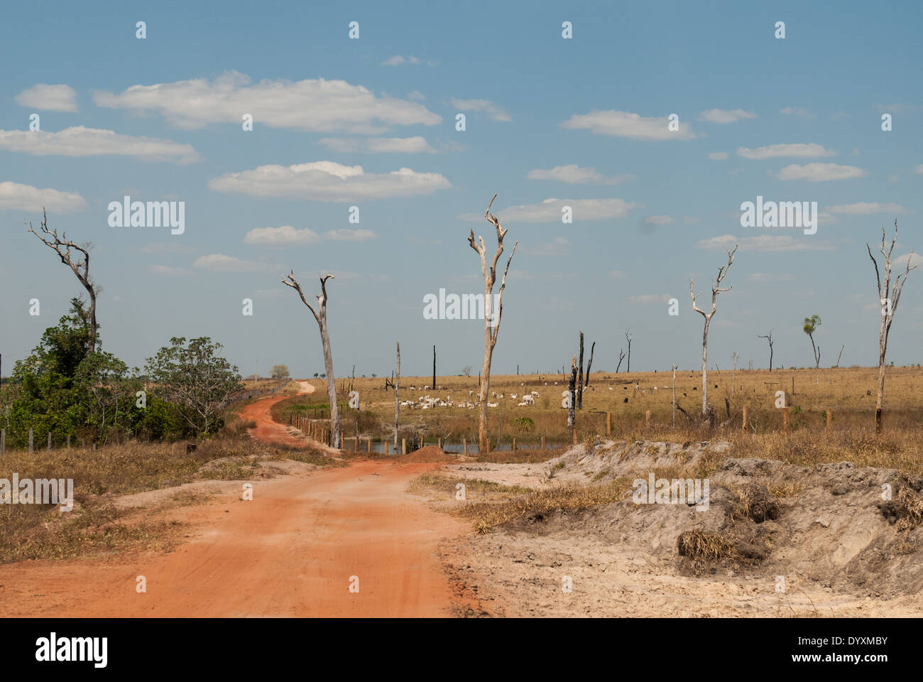 Gaucha do Norte, Mato Grosso, Brasilien. Feldweg durch Rinder weiden im Bereich gelöscht vor kurzem des Waldes mit dead Skelette der Bäume noch stehen und eine Herde von Rindern. Stockfoto