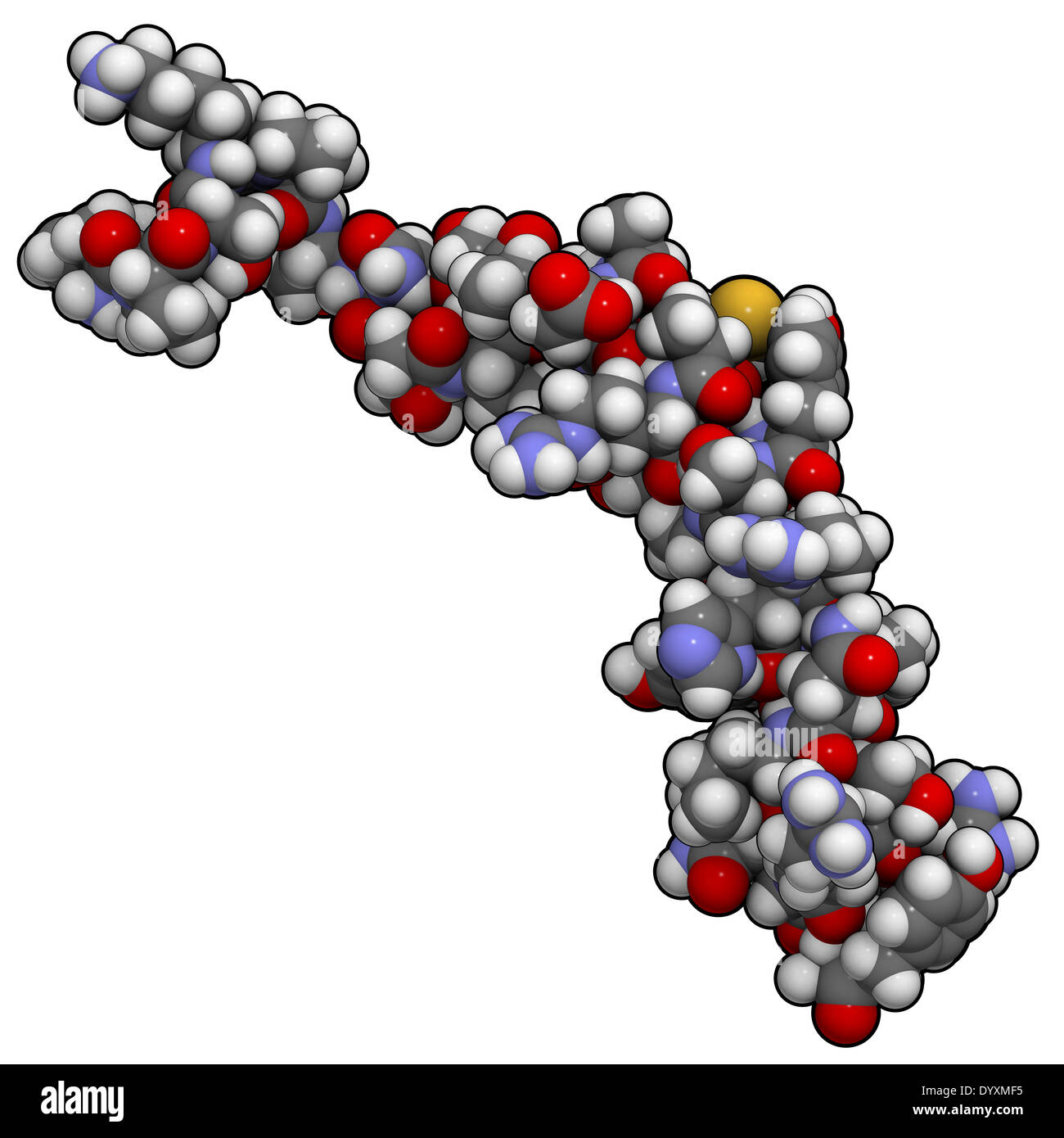 Neuropeptid Y (NPY) Molekül. Neurotransmitter-Peptid, das spielt eine wichtige Rolle bei der Nahrungsaufnahme. Stockfoto
