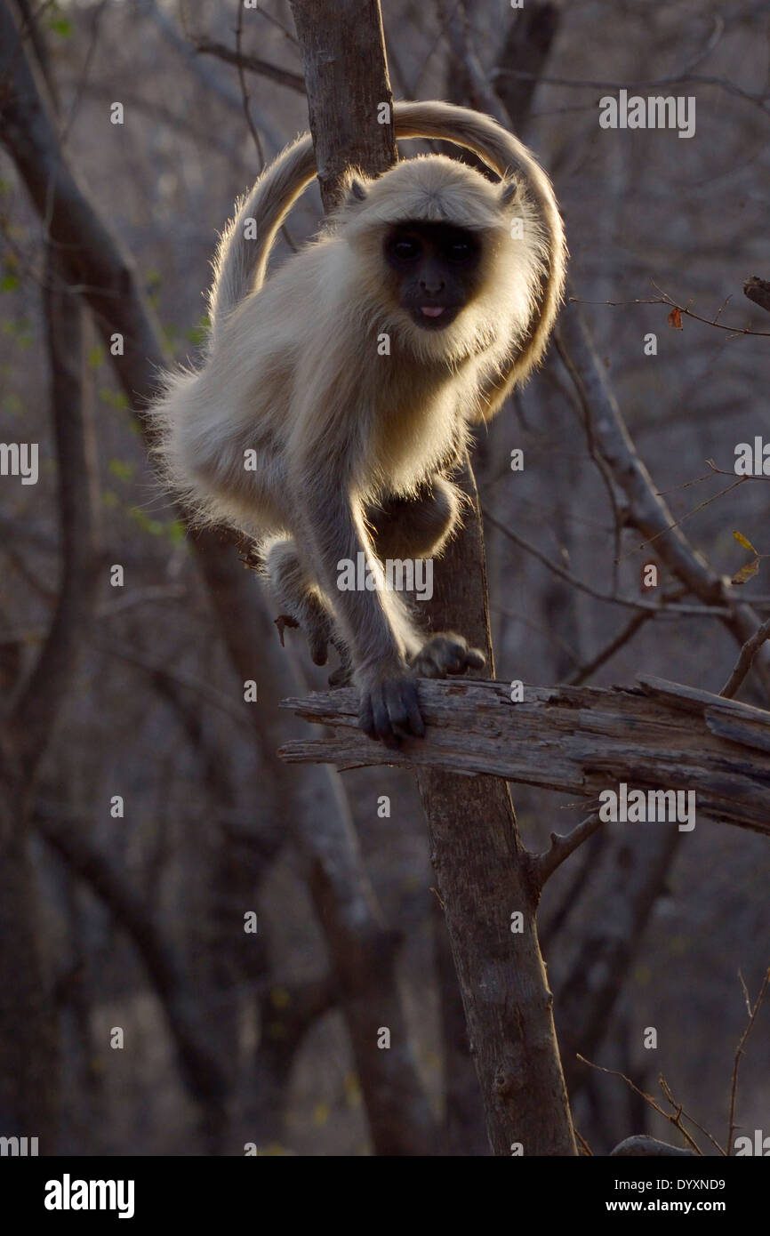 Hanuman-Languren (Semnopithecus Entellus) sitzt im Baum im Gegenlicht. Stockfoto