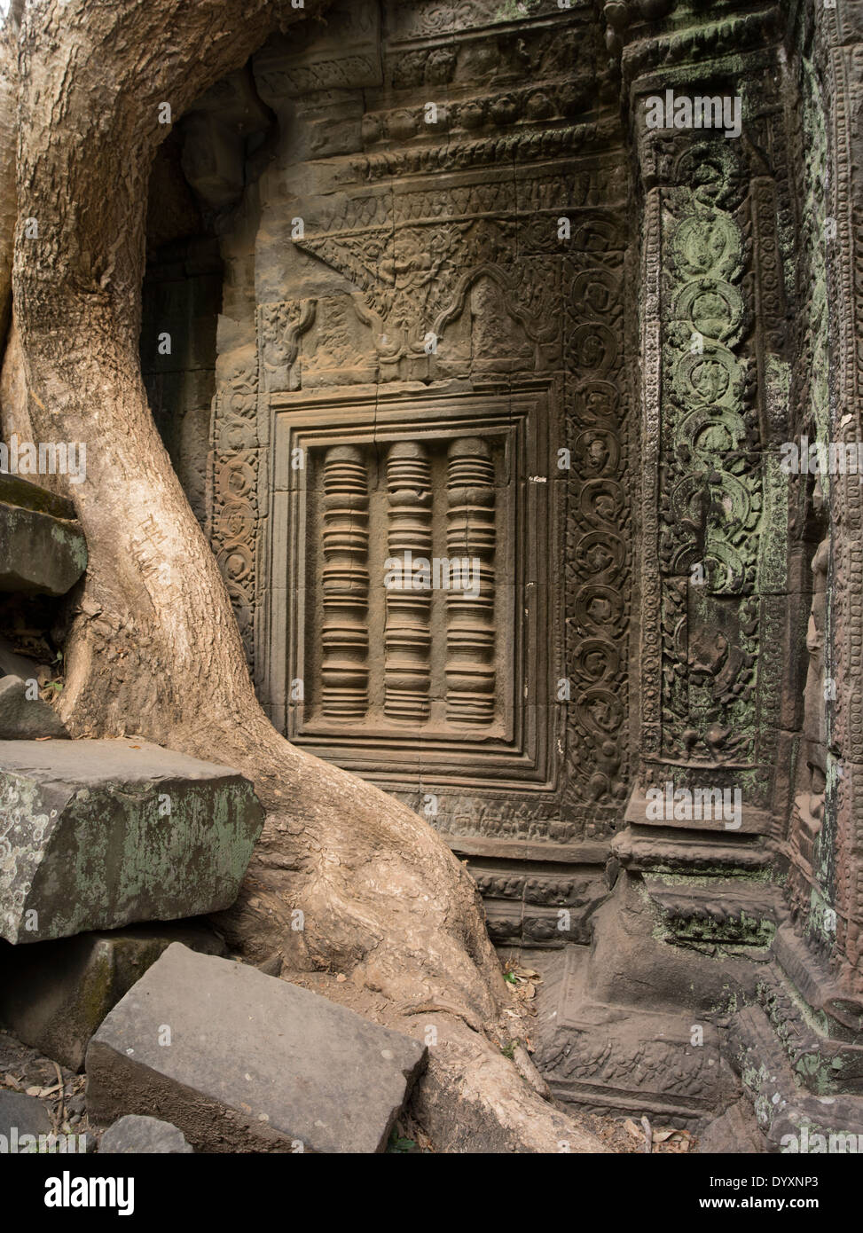 Ta Prohm Tempelruine im Wald. Siem Reap, Kambodscha - Baumwurzel aus Seide – Cotton Tree oder thitpok Stockfoto